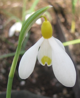 Galanthus 'Spindlestone Surprise'